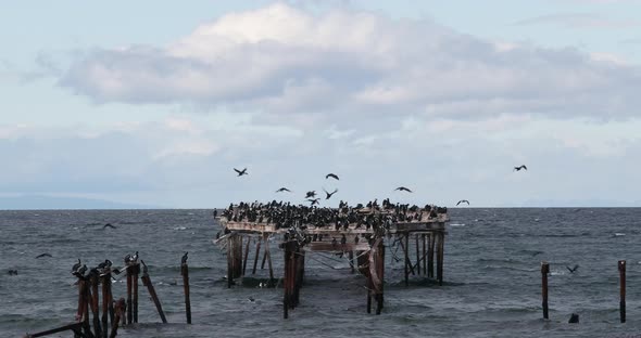 Imperial shags on pier