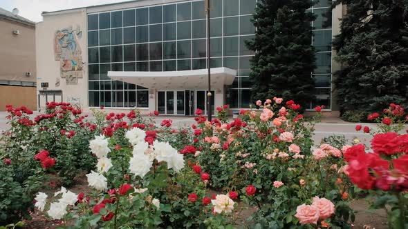 Rose Bushes at the Palace of Culture in the City of Melitopol, Ukraine.