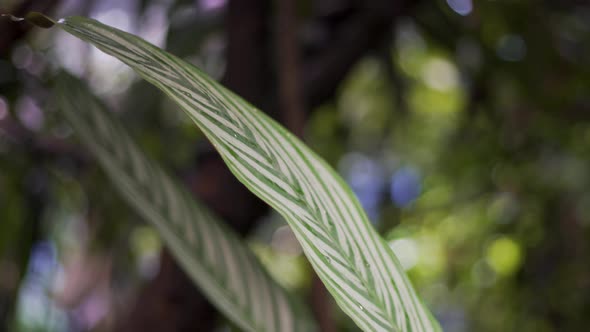 Close up of a green leaf in the tropical rainforest at the Academy Of Sciences in San Francisco Cali alt