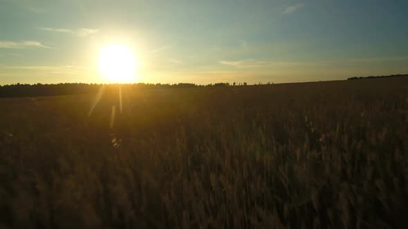 Sunset Over a Wheat Field