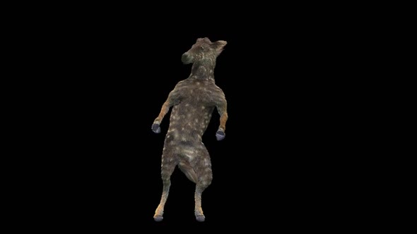 33 Zebra Dancing HD alt