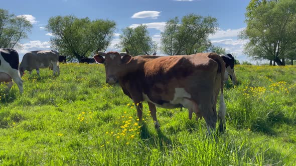 A Senior Brown Cow Chewing Some Grass in Slow Motion alt