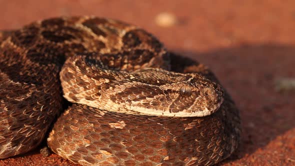 Defensive Puff Adder alt