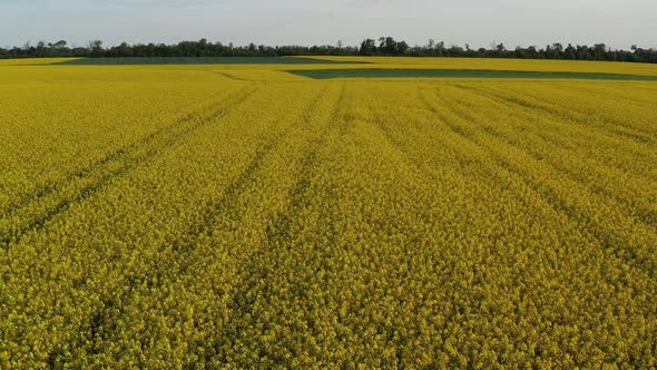Low quadcopter flight over a field of yellow flowering rapeseed. Trees with green leaves. alt