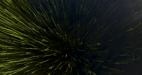 Aerial Looking Striaght Down On Green Grass Or Reeds Growing In Pond Or Lake Water alt