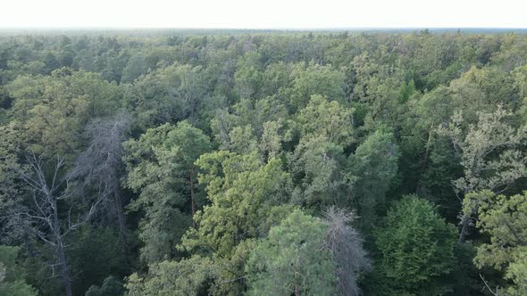 Green Forest with Trees By Day alt