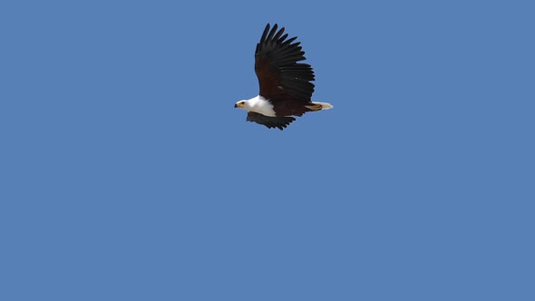 African Fish-Eagle, haliaeetus vocifer, Adult in flight, Flapping Wings, Baringo Lake in Kenya alt