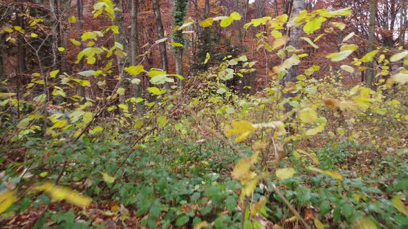 Autumn forest trees yellow and red foliage, woodland aerial view in fall season alt