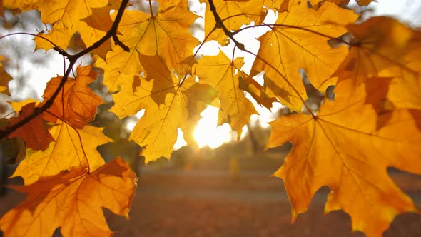 Autumn Leaves at the Sunset alt