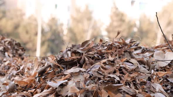 Close up of brown, orange and yellow leaves falling into a pile in a park