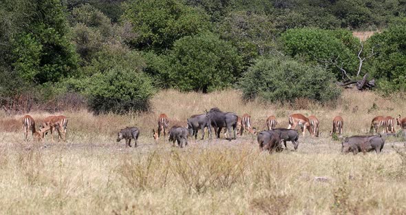 Warthog in Chobe reserve, Botswana safari wildlife alt