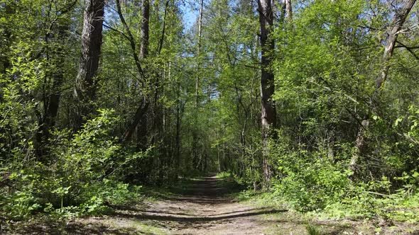 Green Forest During the Day Aerial View alt