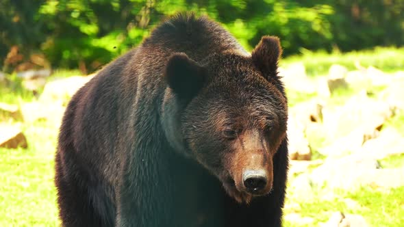 Close-up bear looking at the camera in slow motion.