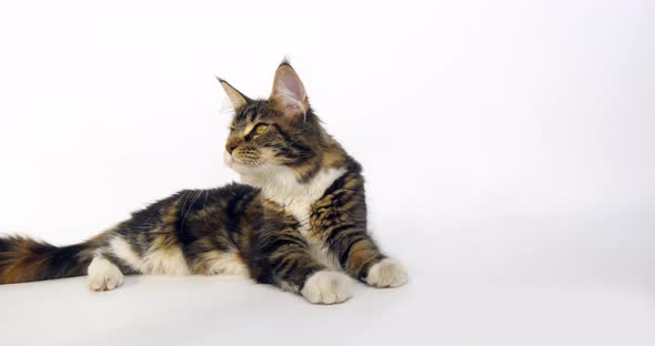 Brown Tortie Blotched Tabby and White Maine Coon Domestic Cat, Female laying , Normandy in France, alt