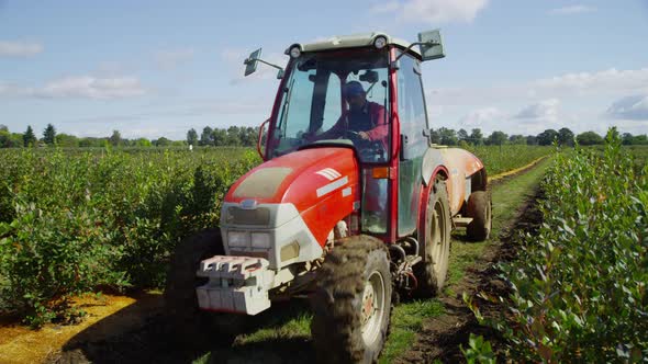 Tractor spraying blueberry field. Shot on RED EPIC for high quality 4K, UHD, Ultra HD resolution. alt