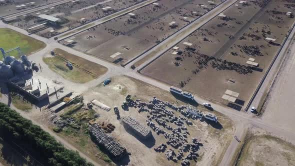 aerial view of a feedlot with cows in a rural setting alt