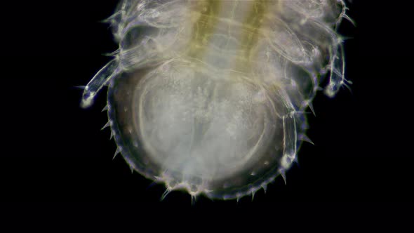 Crustacea Isopoda of Janiridae family under microscope, Malacostraca Class alt