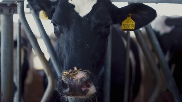 Closeup Cow Looking Camera Standing in Paddock Cattle Facility alt