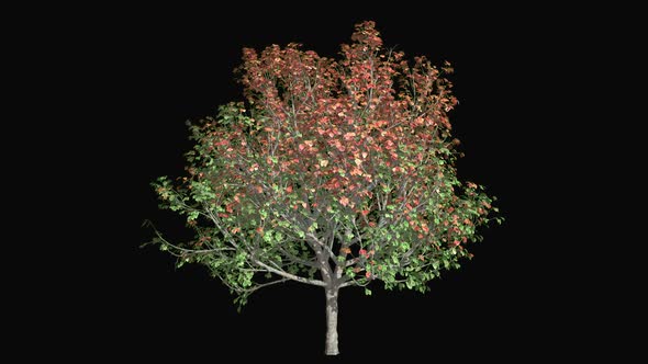 Tree Bradford Pear alt