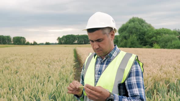 Agronomist Doing Quality Control of Ear of Spikelet Wheat in the Field alt