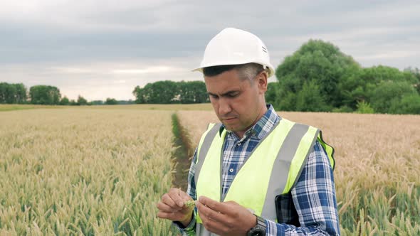 Agronomist Doing Quality Control of Ear of Spikelet Wheat in the Field