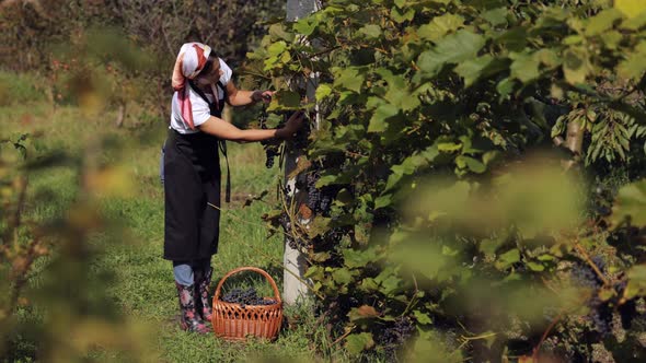 Woman Harvesting Grape Outdoors