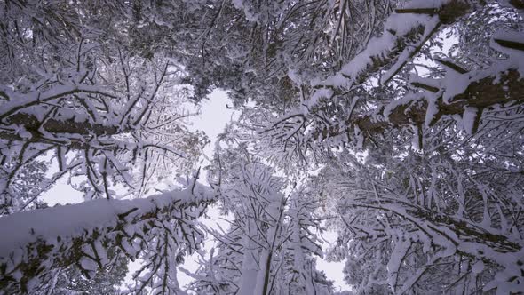 Looking Up Winter Redwood Forest