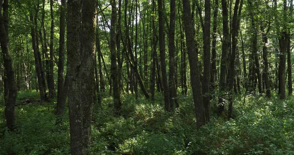 The forest closed to the Chambon lake, Murol, Puy de Dôme, Auvergne, France alt