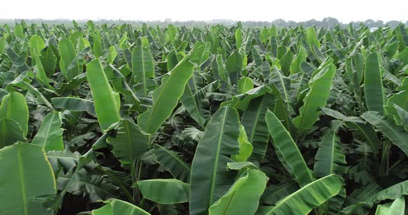 Aerial footage of banana trees growing at field alt