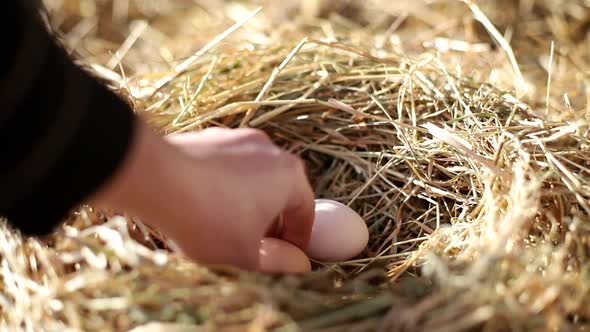 Collection of chicken eggs on the farm. Farmer's hand collects eggs. alt