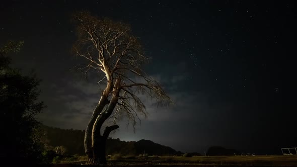 Dry Tree at Night Against the Background of the Night Sky and Moving Clouds alt