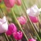 Spring Flowers - VideoHive Item for Sale