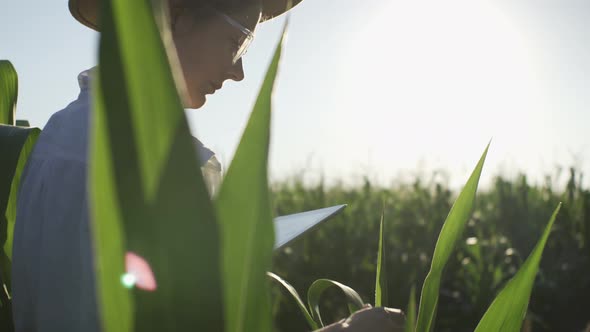 Spring Planting. Farmer Girl With Tablet Monitors The Harvest, Corn Field At Sunset. A Young Female alt