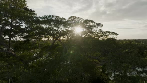 Aerial rising shot from drone in-between the dense forest and river. alt