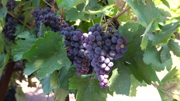 Grape In Vineyard