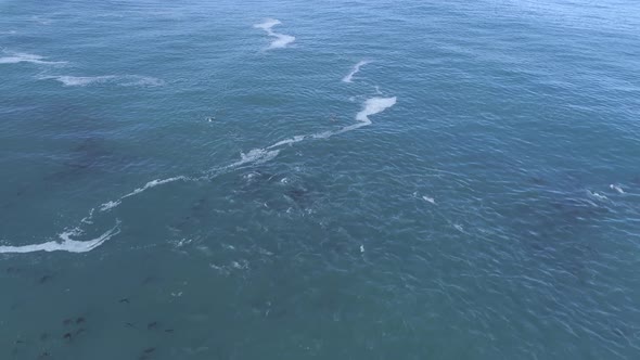 Drone flies over massive school of dolphins swimming and hunting together. alt