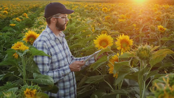Man Works in a Field of Sunflowers, Uses a Digital Tablet alt