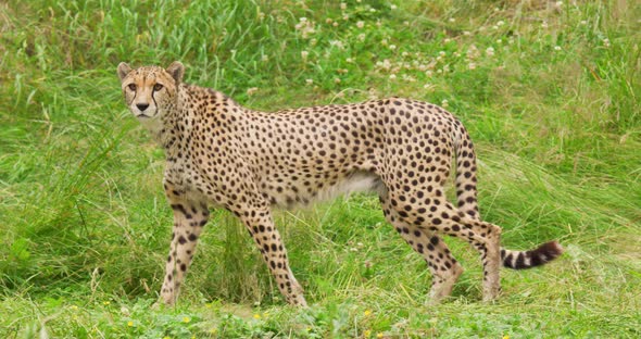 Cheetah Looking Around While Walking in Forest