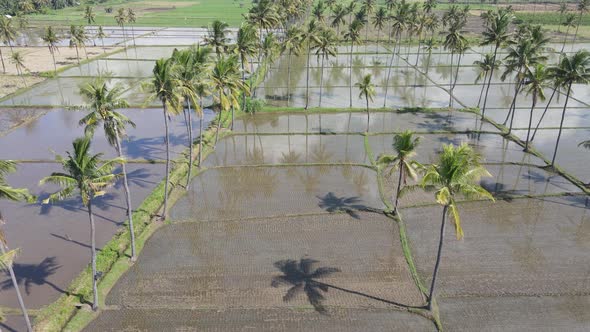 Aerial view of morning in rice field Indonesia alt