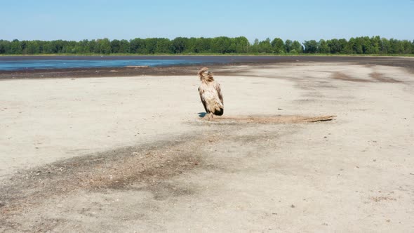 Pallas's Fish Eagle Haliaeetus Leucoryphus on Sand Beach in the Middle of Pond Europe alt