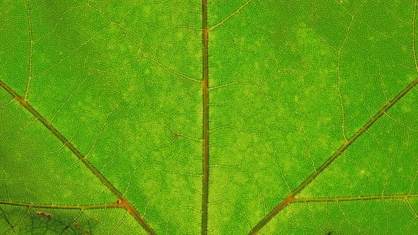 Closeup Detail Timelapse of Tree Leaves Changing Color During Fall alt