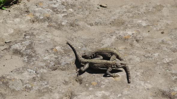 Mating Games of Lizards in the Rocks alt