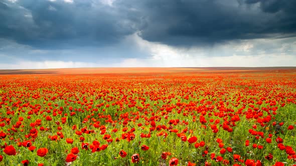 Flowering Poppy Field During a Thunderstorm alt