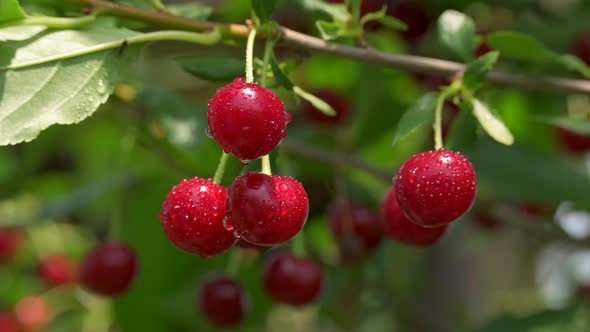 Ripe Red Cherries on a Cherry Tree in the Sun. Juicy Berries in Water Droplets alt