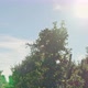 Sunny Apple Trees in Apple Orchard - VideoHive Item for Sale