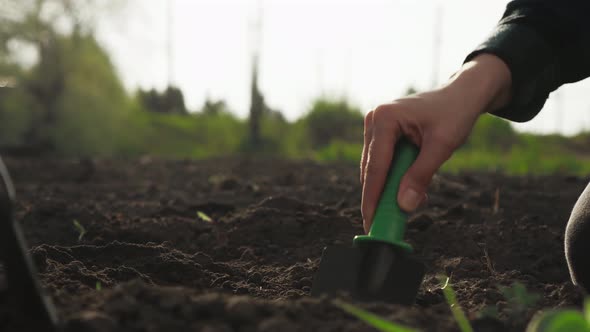 Gardener Farmer Digs The Ground Soil With Garden Tools Shovel For Soil. The Agronomist Prepares alt