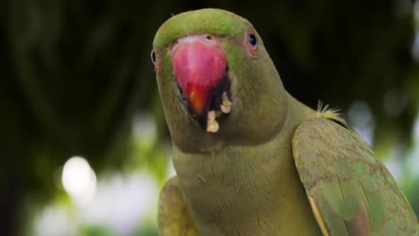 Indian rose ringed parakeet also known as Indian Parrot. Parrot eating red chillies alt