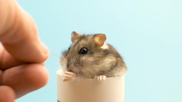 Closeup of a small funny miniature jungar hamster eating bread crums. Fluffy and cute alt