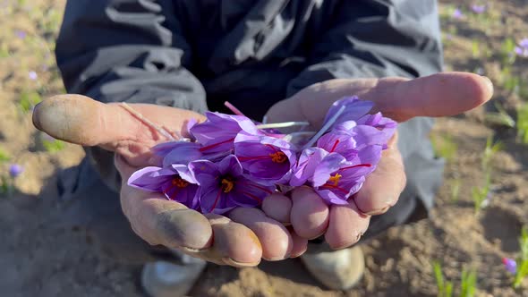 Bunch Of Saffron Flowers In The Hands Of A Local Man