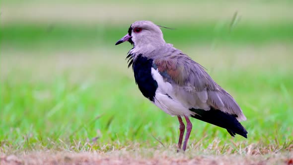 Footage of a lapwing bird